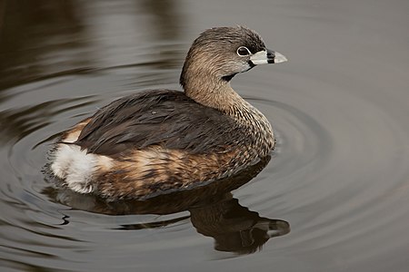 Podilymbus podiceps (Pied-billed Grebe)