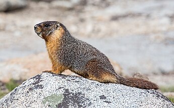 Marmota flaviventris, Tuolumne Meadows, Yosemite National Park