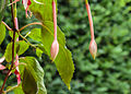 Fuchsia 'Big Slim'. Bloemknoppen.