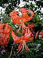 Lilium lancifolium