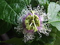 Passiflora edulis f. edulis