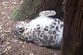 Snow leopard sleeping at Binder Park Zoo.