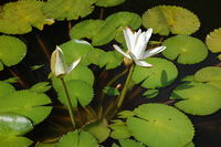 Nymphaea lotus