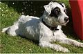 Parson Russell Terrier "Chevy"