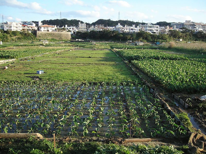 File:Taimo ginowan okinawa.jpg