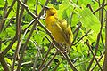 Another angle of a Teveta Golden Weaver at Binder Park Zoo.