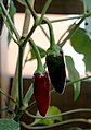 Fruits of C. annuum cv. 'Black Hungarian'