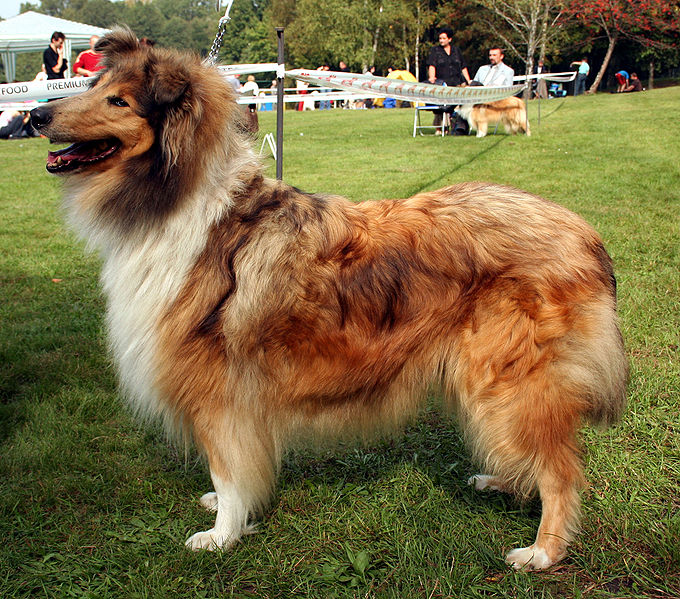 File:Collie 087.jpg