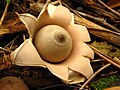 Geastrum saccatum