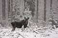 Moose near Paunküla Reservoir