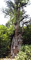 Jomon Sugi, Yakushima