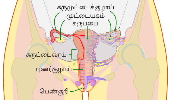 File:Scheme female reproductive system-ta.svg