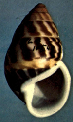 Thumbnail for File:Amphidromus perversus butoti sultanus shell.png