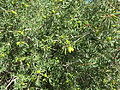 Foliage, immature fruit