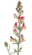 Linaria reticulata