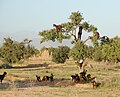 Goats feeding in a tree; Taroudannt, Morocco