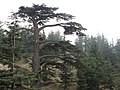 Cedars of Lebanon