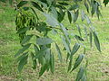 Fraxinus excelsior