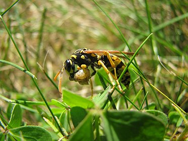 French wasp eating a caterpillar, near Bayonne, 2008/09.