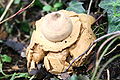 Geastrum triplex