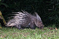 Hystrix brachyura, Malayan porcupine - Kaeng Krachan National Park