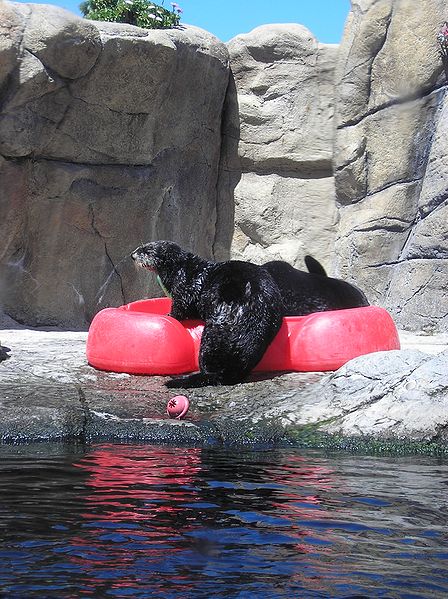 File:Sea otters3.JPG