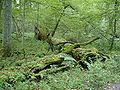 Białowieża Forest