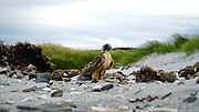 Thumbnail for File:Variable Hawk, Bertha's Beach, East Falkland (51051941352).jpg