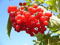 Viburnum opulus