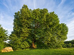 Naturdenkmal Sankt-Anna-Linde, eine ca. 300 Jahre alte Winterlinde (Tilia cordata) auf einer Anhöhe südöstlich des Heilbronner Ortsteils Kirchhausen