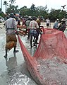 Trinquemalay, retour des pêcheurs au Sri-Lanka (8)