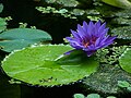 Nymphaea 'Director G.T.Moore'