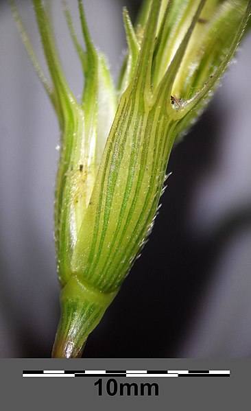 File:Aegilops triuncialis sl11.jpg