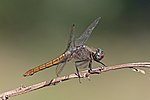 Thumbnail for File:Brown-backed red marsh hawk (Orthetrum chrysis) female Bardiya.jpg