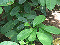 Leaves