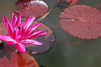 Nymphaea pubescens