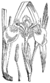 Rumena perúnika Iris pseudacorus. Illustration #130 in Martin Cilenšek, Naše škodljive rastline, Celovec (1892)