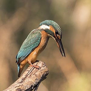 Alcedo atthis (Common Kingfisher)