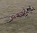 Galgo español running