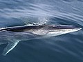 in the Kenai Fjords near Resurrection Bay, Alaska (note the white color on lower jaw)