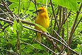 A female Taveta Golden Weaver at Binder Park Zoo.