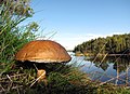 Boletus in island at Lake Saimaa