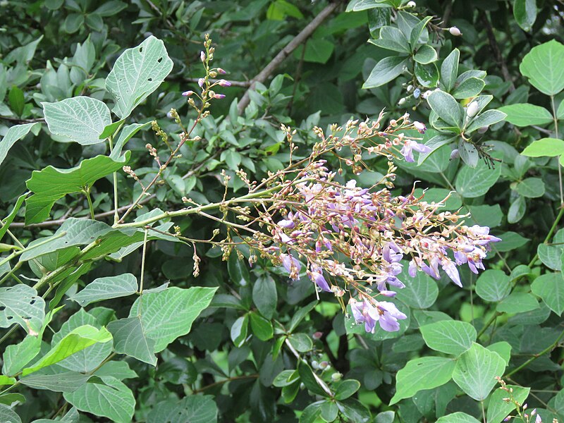 File:Desmodium elegans - Elegant Desmodium on way from Govindghat to Gangria at Valley of Flowers National Park - during LGFC - VOF 2019 (5).jpg