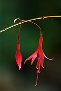 Fuchsia regia