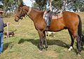 Australian Stock Horse (cat)