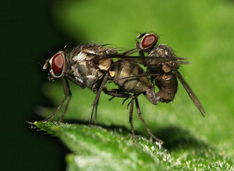 File:Mating.flies.080514.2.jpg