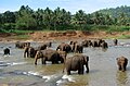 Éléphants à Pinnawala