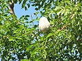 Foliage and fruit; Boynton Beach, Florida