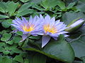 Nymphaea 'Pamela'