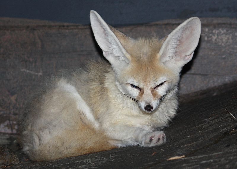 File:FennecFox1 CincinnatiZoo.jpg